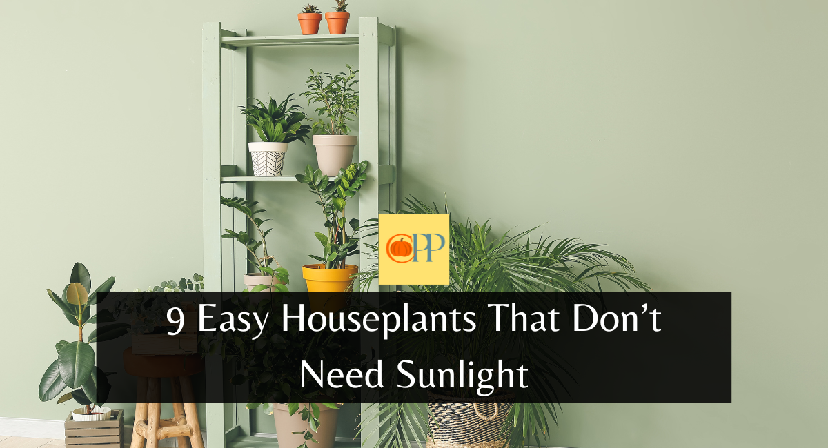 9 Easy Houseplants That Don't Need Sunlight
