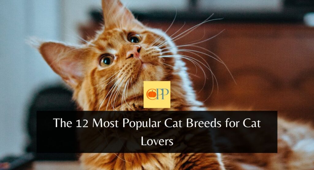 The 12 Most Popular Cat Breeds for Cat Lovers