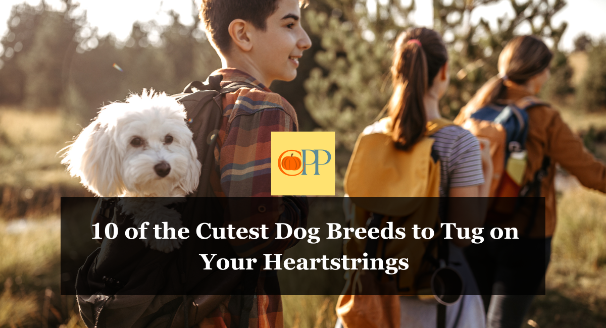 10 of the Cutest Dog Breeds to Tug on Your Heartstrings
